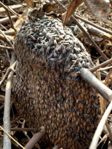 swarm of bees in wildlife