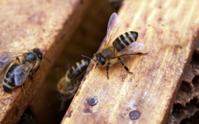 4 Ways to Get Rid of Small Hive Beetles